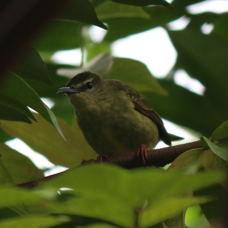 Red-legged Honeycreeper (female) Red-legged Honeycreeper (female)